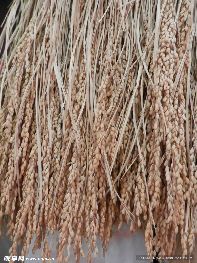 稻草