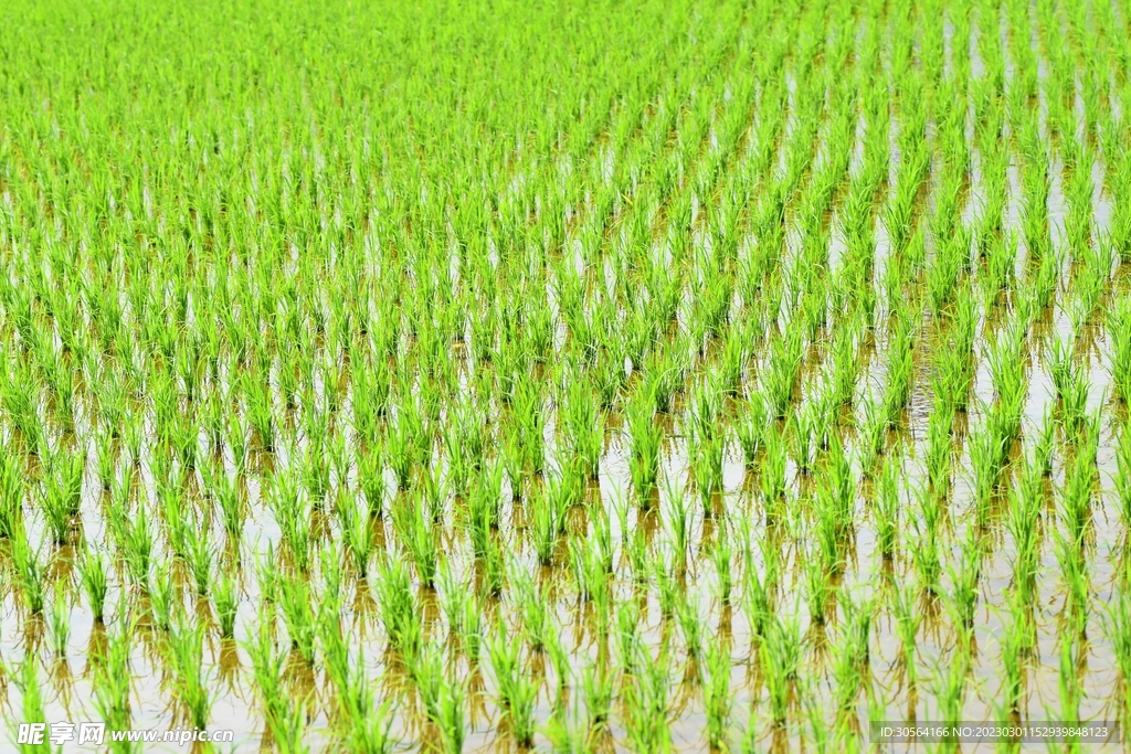 水稻稻田
