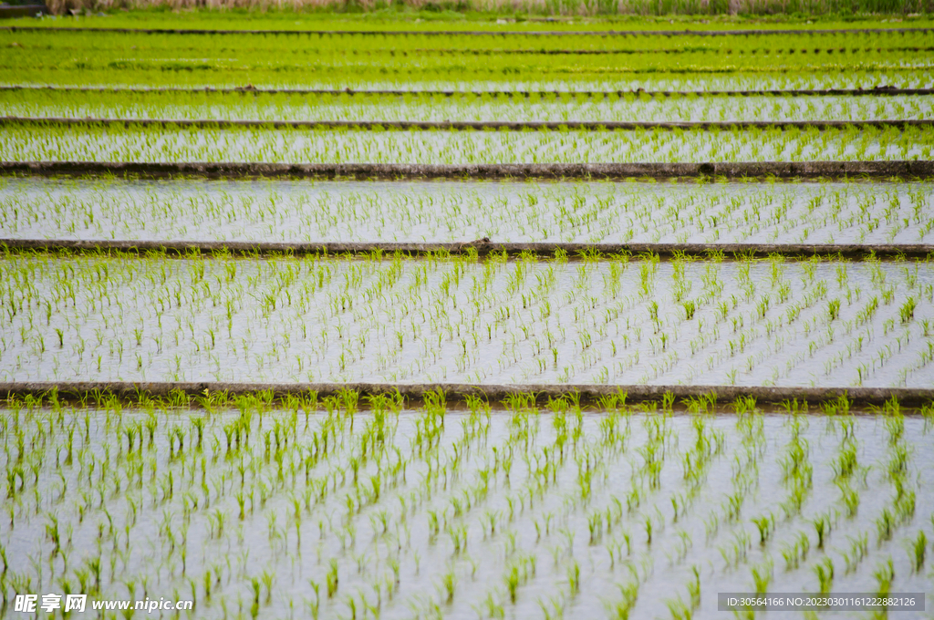 稻田