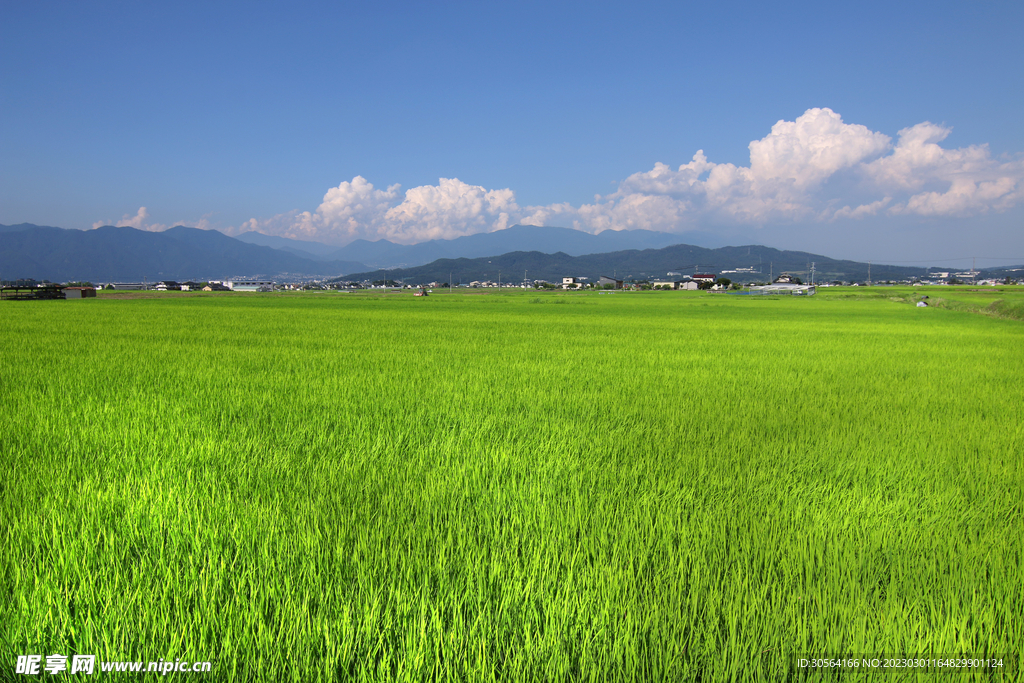 稻田