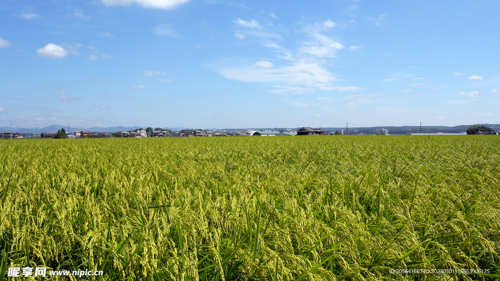 稻田