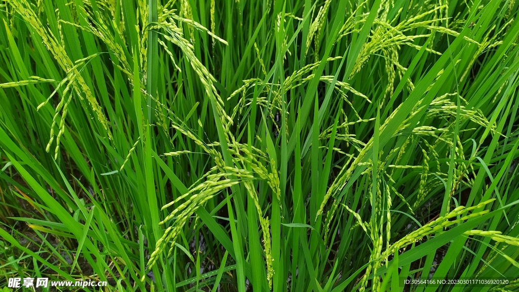 稻田