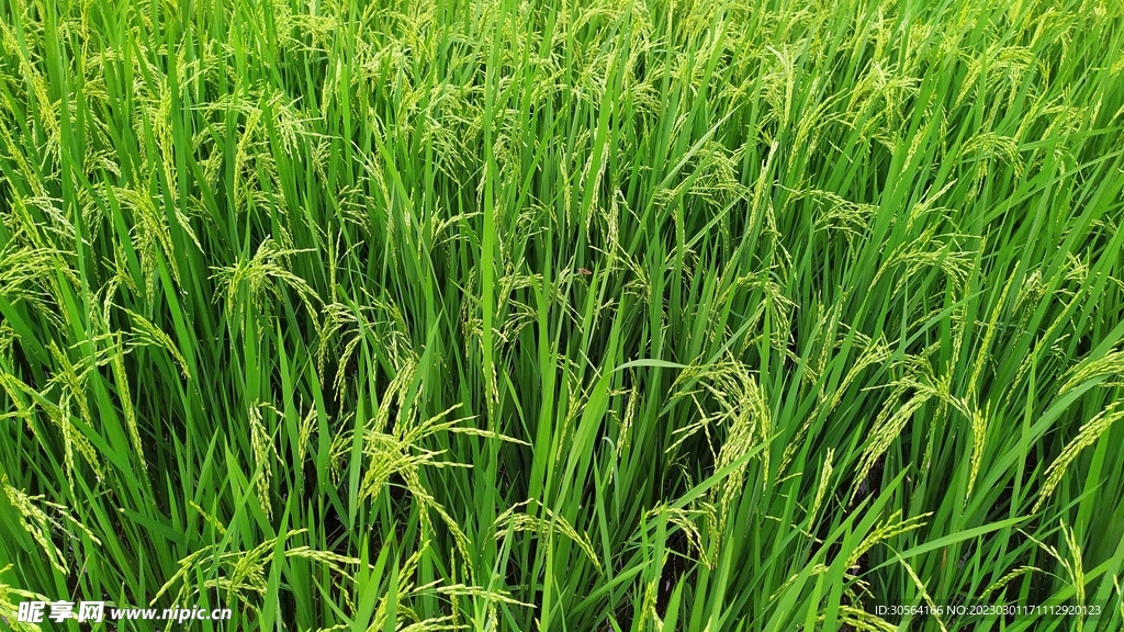稻田
