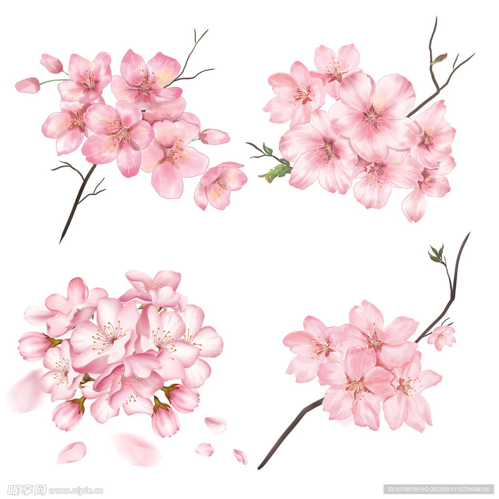 樱花素材