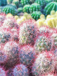 植物粉色仙人掌摄影