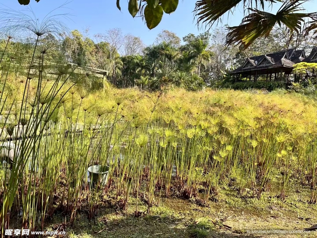 植物