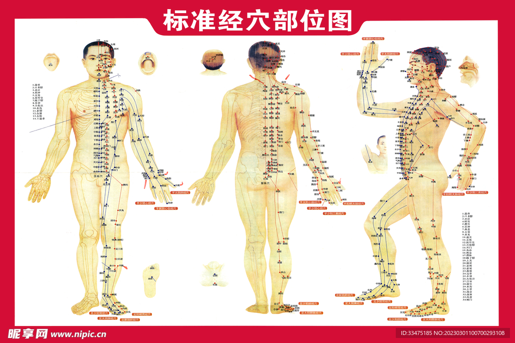 标准经穴部位图