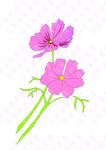 矢量雏菊