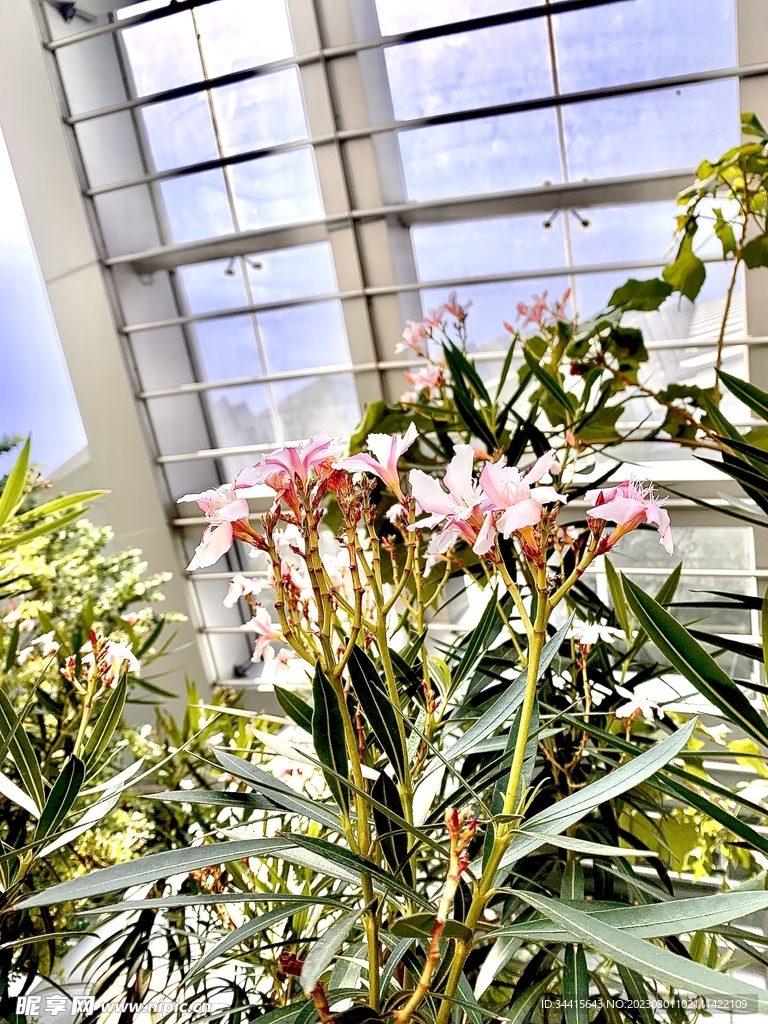 闹市中的花  粉色