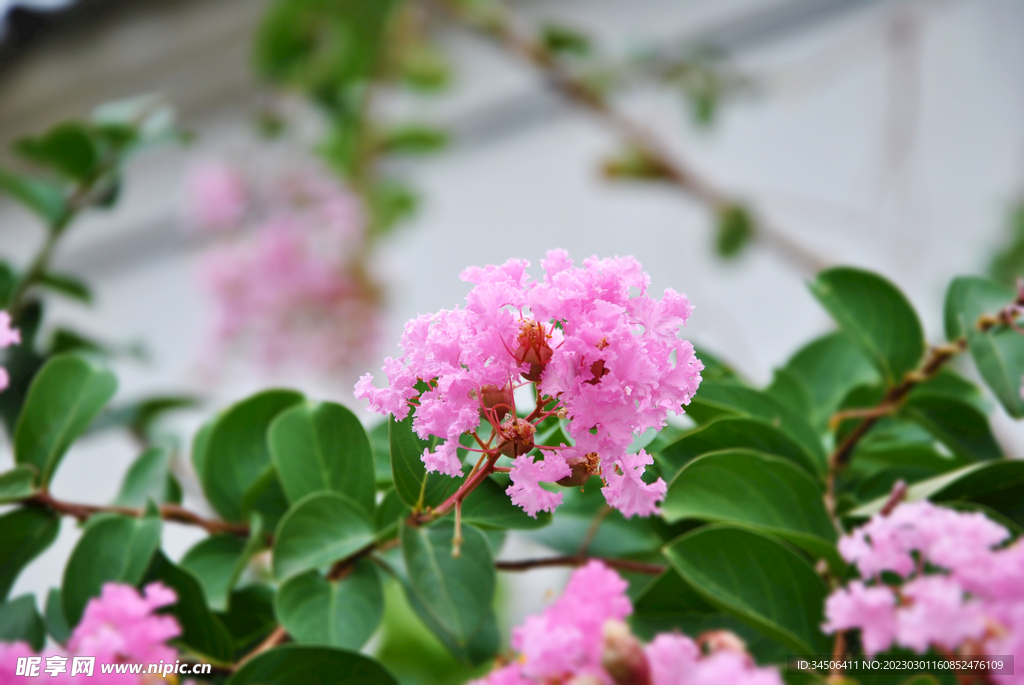 紫薇花