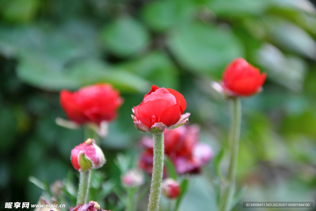 花毛茛