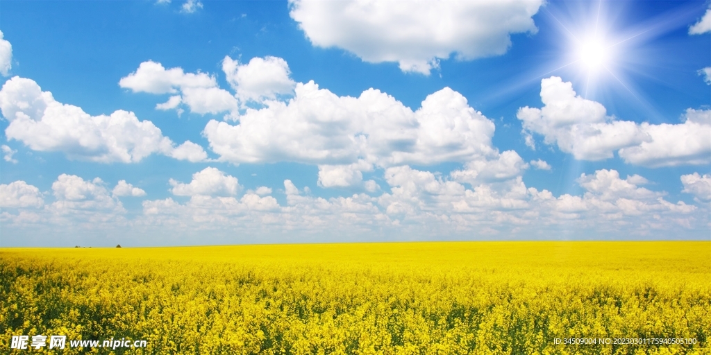 油菜花天空宣传海报背景