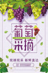 采摘葡萄