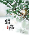 霜降结霜摄影海报