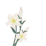 手绘花卉
