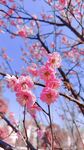 蓝天蜜蜂 