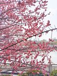 梅花树