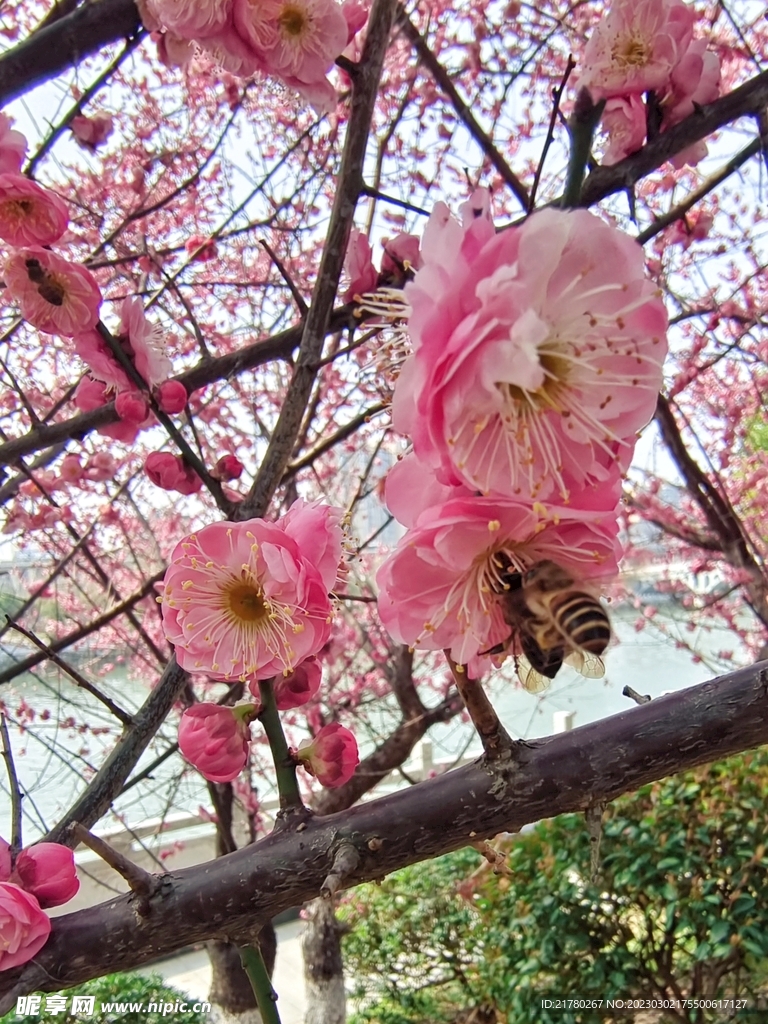 蜜蜂采蜜忙