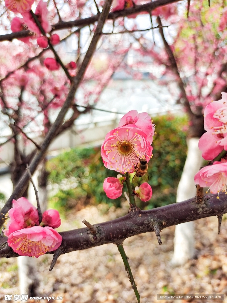 梅花腊梅