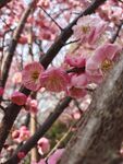 樱花开