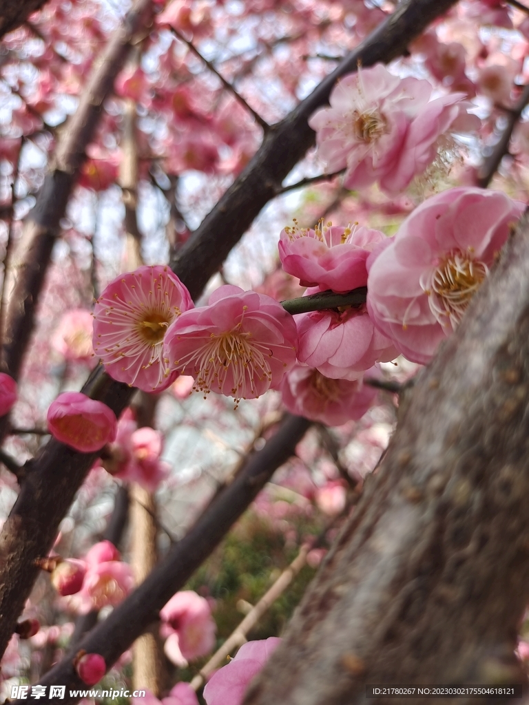 樱花开