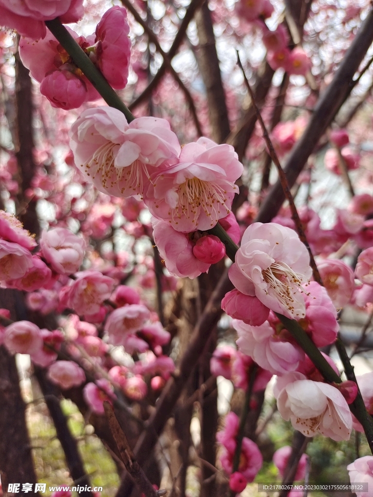 樱花