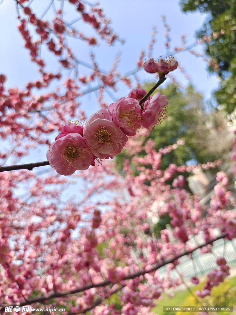 花枝