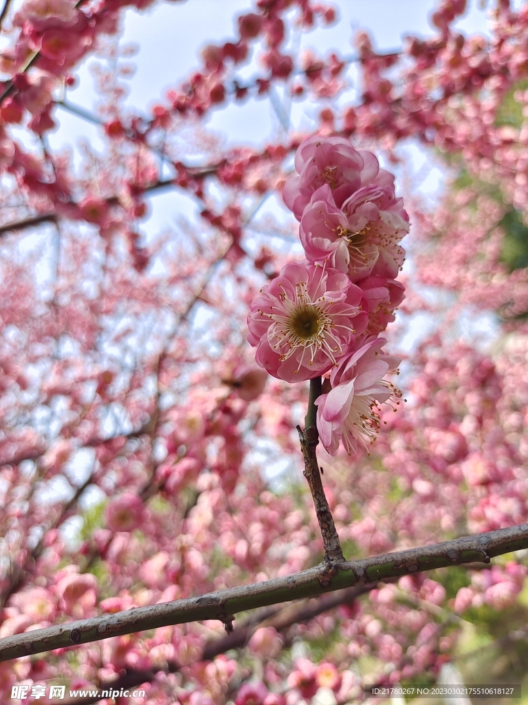 花开了