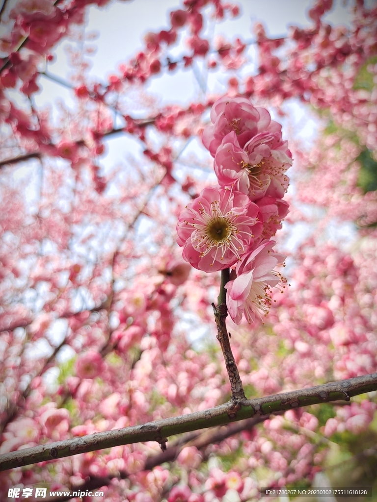 樱花 梅花