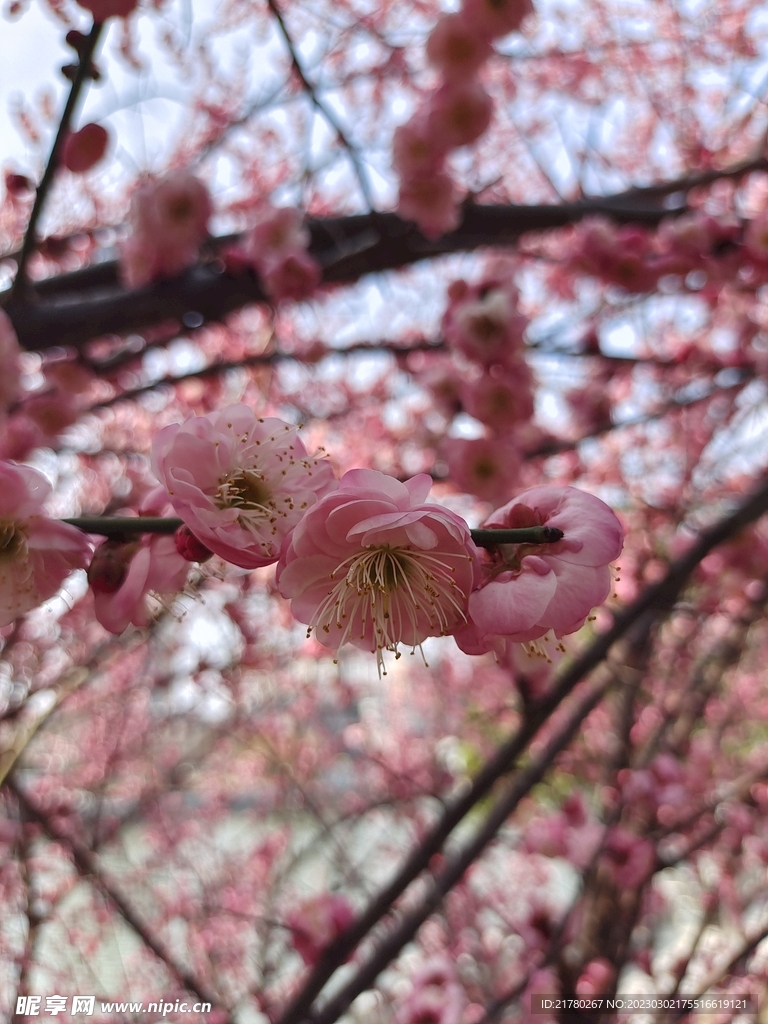 花朵摄影