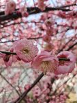 花枝