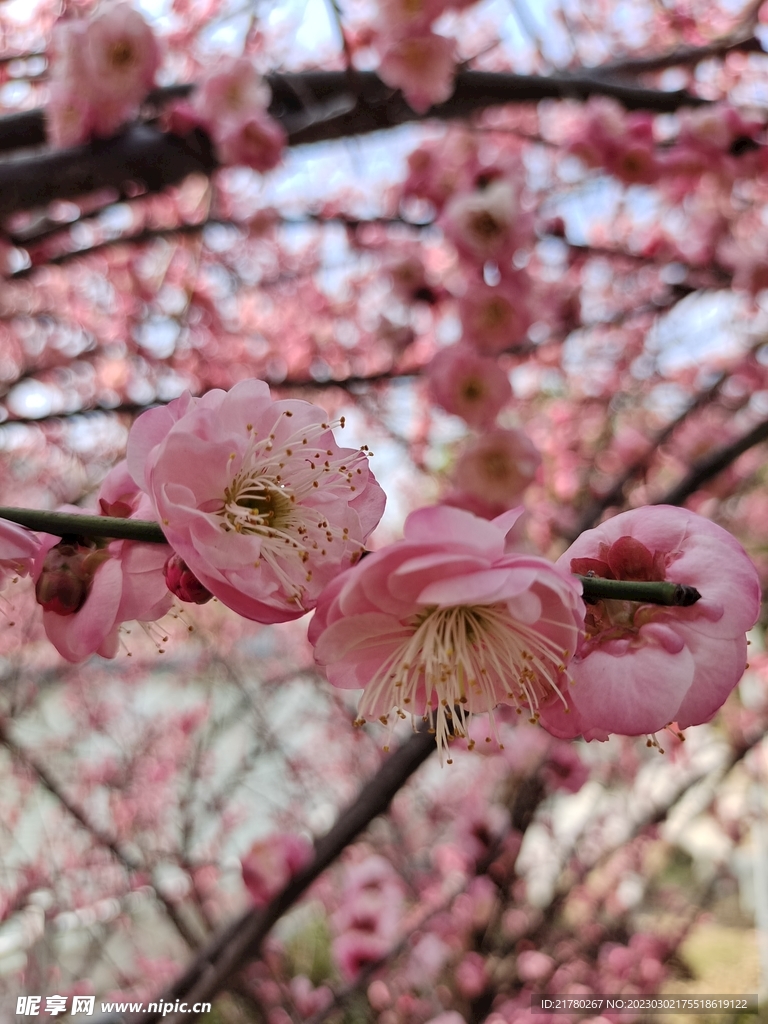 花枝