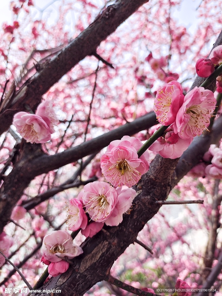 花开枝头