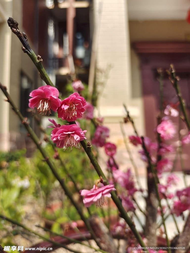 梅花盆栽