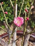 梅花