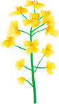 卡通油菜花