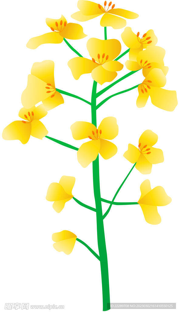 卡通油菜花