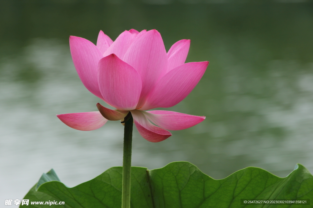 花 特写