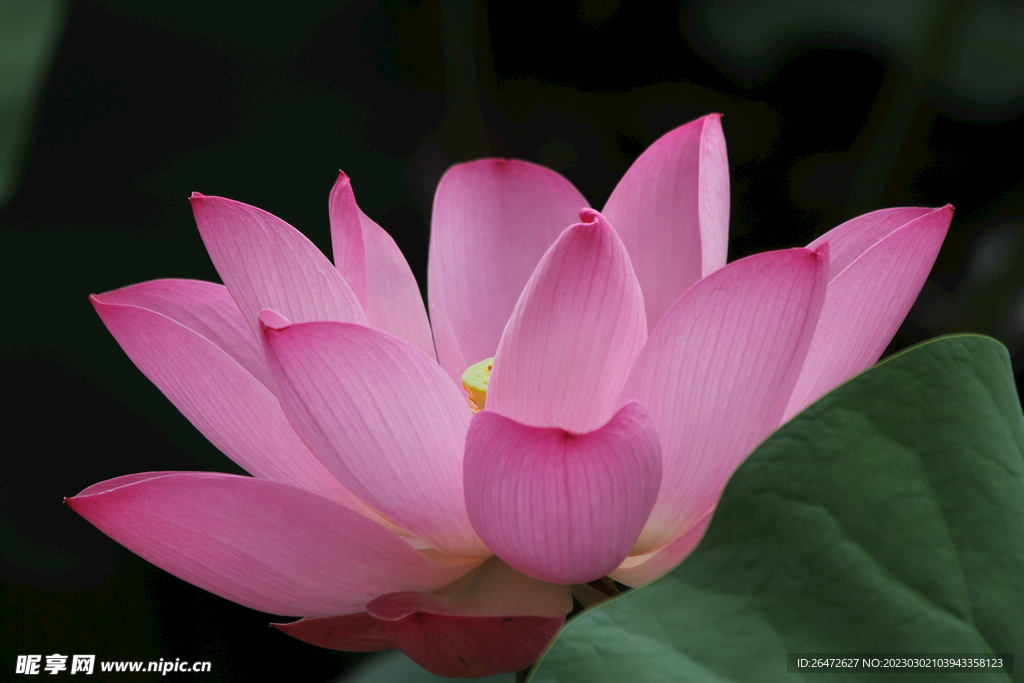花 特写