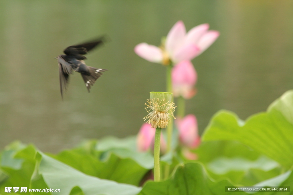 花朵特写