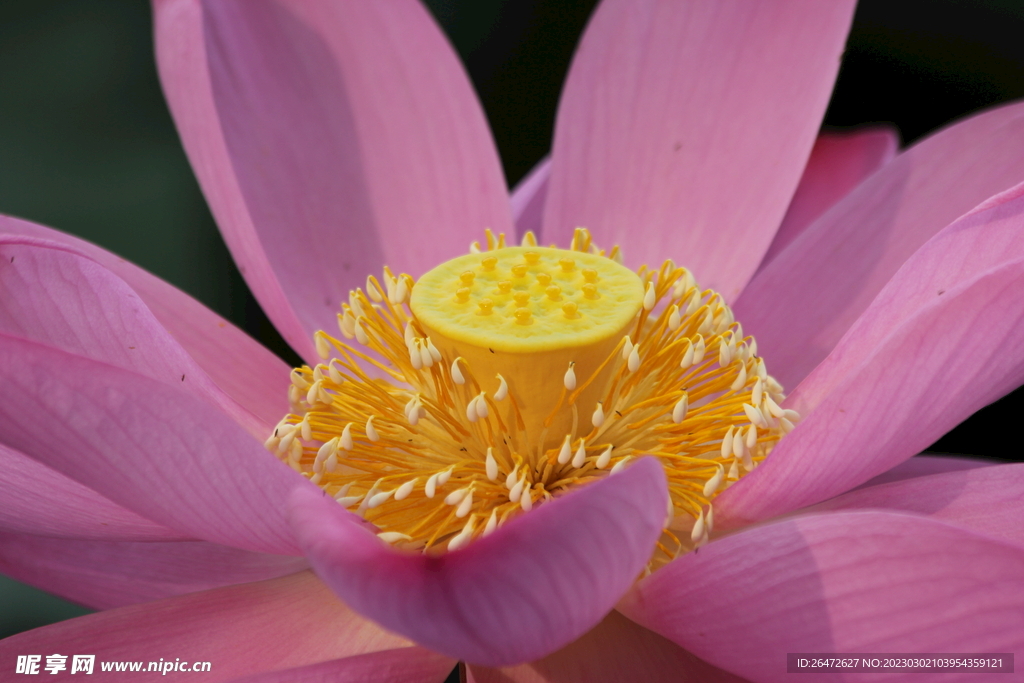 花朵特写