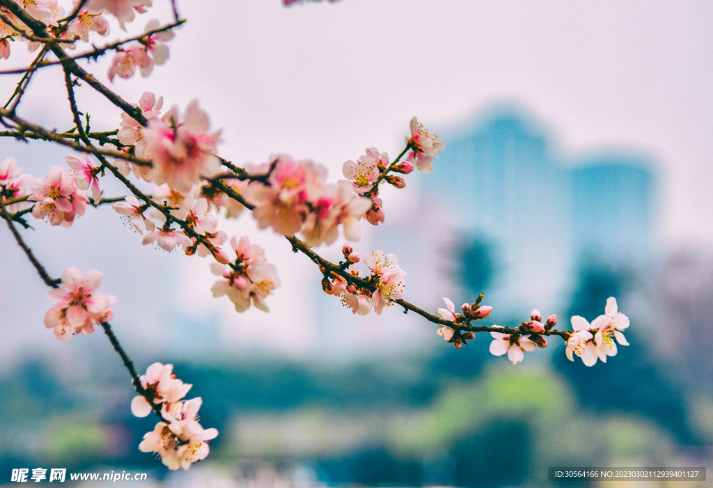 桃花