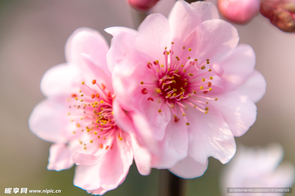 桃花