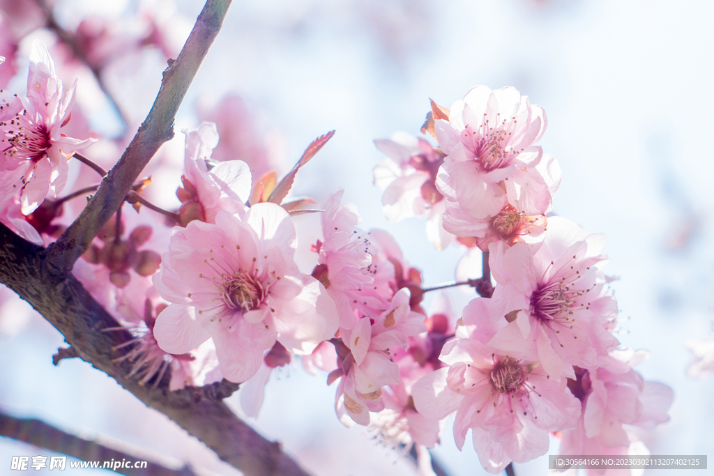 桃花
