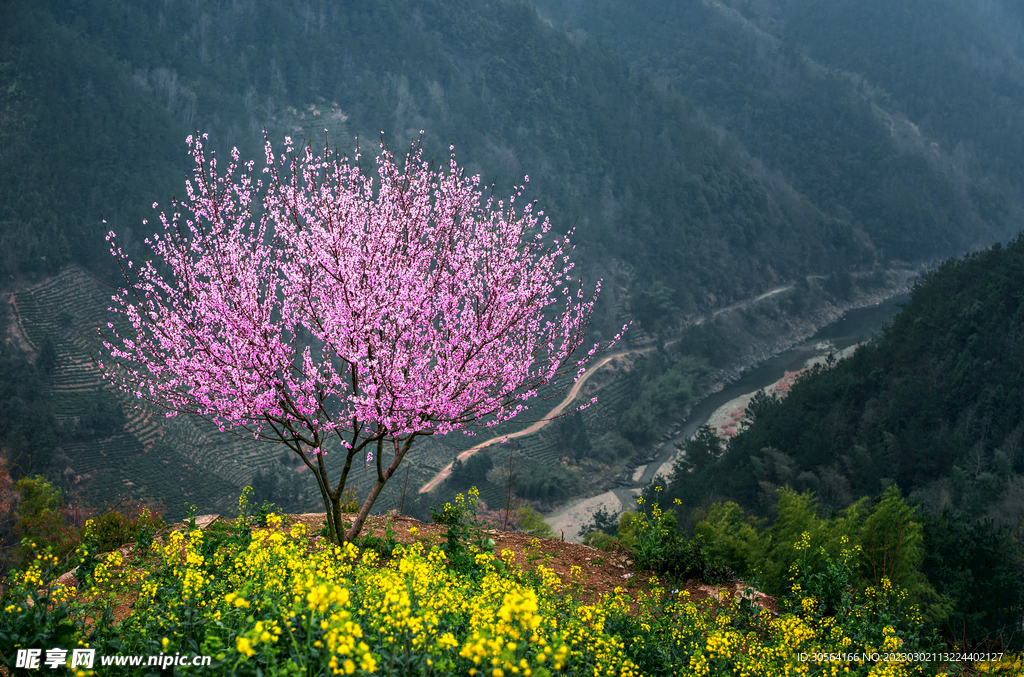 桃花
