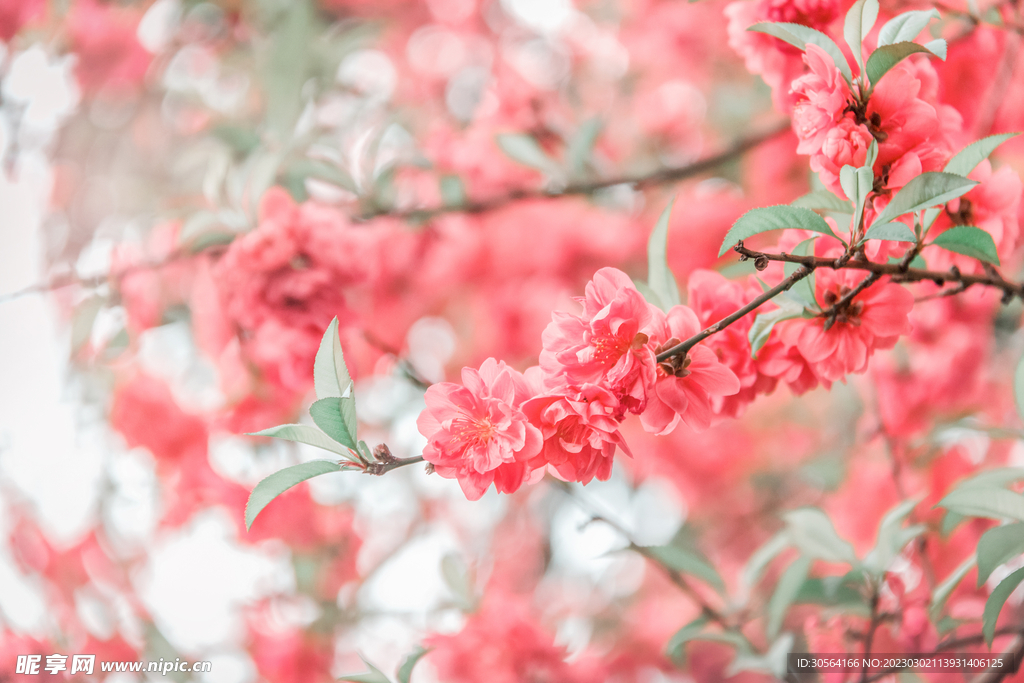 桃花