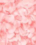 粉色花瓣