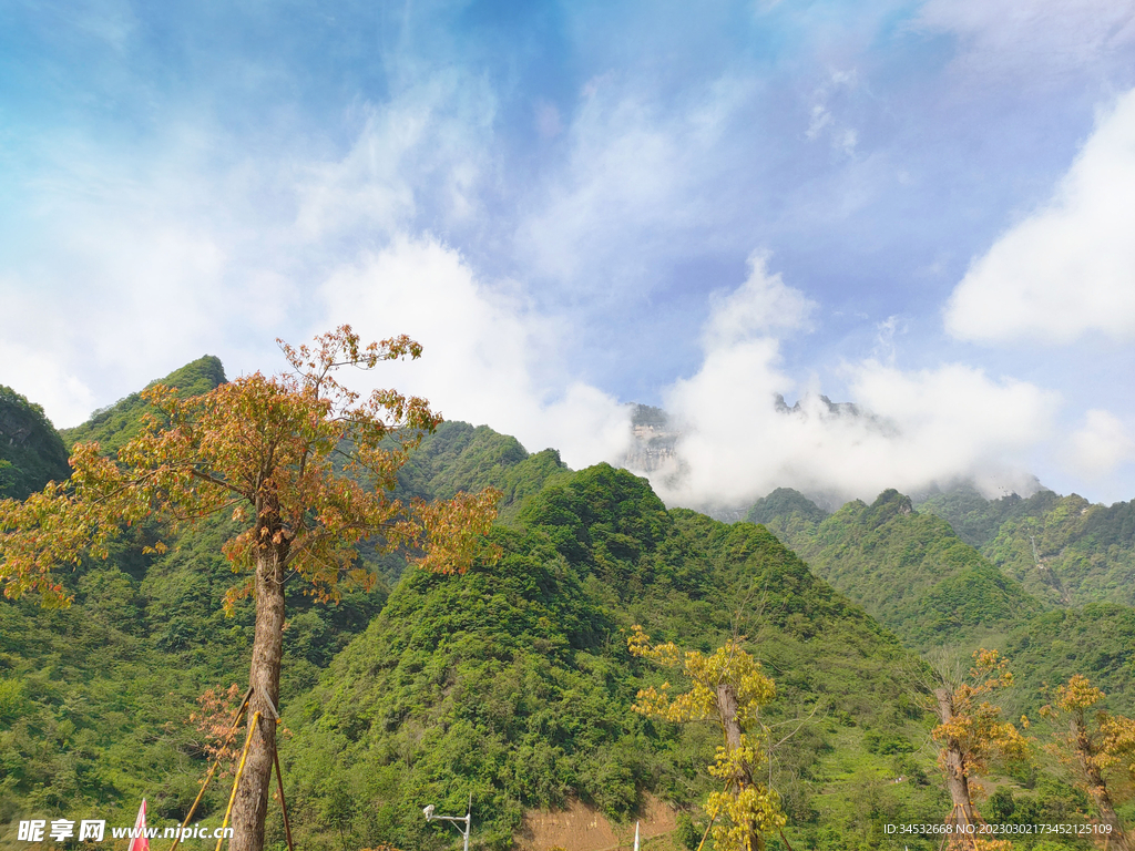 山