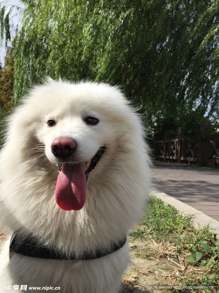 狗