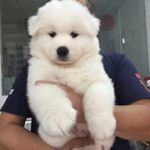 狗